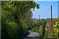 Poughill : Country Lane in EX17 4DJ