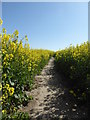Path through a rapeseed field between Faversham and Goodnestone in ME13 8UR