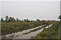 Beef cattle on the sodden track by Clunas reservoir in IV12 5RG