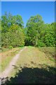 Path Through Pods Wood in CO5 0ER