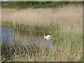 A swan at Thamesmere in SE28 8LN