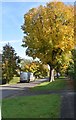 Autumn colours, Sandy Lodge Rd in WD3 1QN