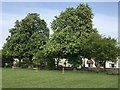 Horse Chestnut trees on March Recreation Ground in PE15 9PD