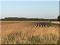 Field of potatoes in evening sunlight in Leverington & Wisbech Rural Ward