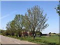 Roadside trees near Sandbank Farm in PE13 4SH
