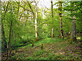 Gill woodland by Scratchings Lane in GU28 9JY