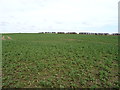 Crop field off West Lane in YO61 1LS