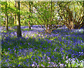 Bluebells in Rumbold's Copse in South Oxfordshire District