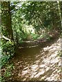Footpath through Stubbing's Wood in HP23 4DH