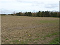 Field towards woodland, Cornborough in YO60 6QN