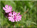Red Campion by the Whiteadder Water in TD11 3JZ