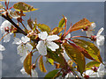 Wild Cherry blossom by the Whiteadder Water in TD11 3JZ