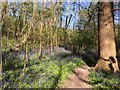 Bluebells in Teazle Wood in KT22 0EN