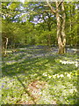 Bluebells at the margins of Durford Wood in GU31 5AX