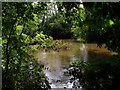 River Stour west of Hod Hill in DT11 8TQ