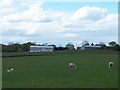 Sheep with young lambs, Breary Grange Farm in LS16 9JN