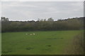 Farmland and Beechbrook Wood in TN26 1AE