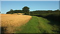Wheat in the Ledwyche Brook valley in SY8 3DZ