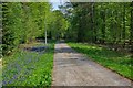 Forestry track and bluebells, Wyre Forest, near Button Bridge in DY12 3DJ