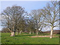 Avenue of Trees at Ilsington, Dorset in DT2 8QS