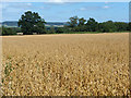 Field of oats, Bepton in GU29 0LP