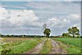 Occold: Track with ploughed field on the left and cereal crop on the right in IP23 7PQ