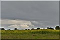 Occold: Field of oil seed rape seen just before it rained heavily in IP23 7PG