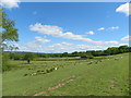 Sheep with Lambs in the fields round Manor Farm in GU31 5PA