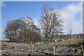 Clear-felling with beech trees behind in AB22 8DU