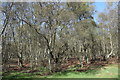 Edge of the woods at Grandhome Moss in AB21 7AP