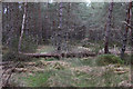 Abernethy Forest near Duackbridge in PH25 3DF