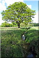 Tree by the stream in Chicheley