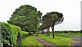Row of trees north of Elliotts Farm in RH13 6RF