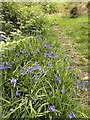 Bluebell-lined track in SA18 2DJ