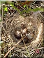 Skylark nest in SA18 2DJ