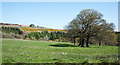 Pasture with trees south of Thornhope Beck in DL13 2SH