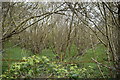 Coppicing, Stubyers Wood in TN25 4NG