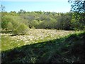 Marshy area beside Milngavie Golf Club in G62 8EP
