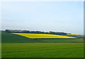 Crop field near Argham in YO16 4XZ