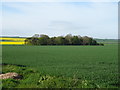 Crop field towards woodland in YO25 3HW