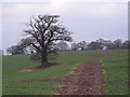 Footpath over open field in SY5 6PS
