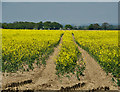 Rapeseed field, near Beverley in HU17 8RR