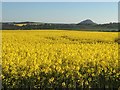 Oilseed rape, Merryhatton in EH39 5JU