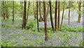 Bluebells in the woods near Hyde Gill in RH17 6EZ