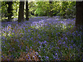 Bluebells in Stoneywell Wood in LE67 9PB
