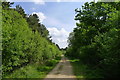 Track along the edge of Wakerley Great Wood in NN17 3AU