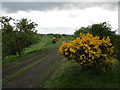 Whins in bloom by dismantled railway, Law in ML8 5JQ