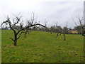 Cider orchard in BA22 9SN