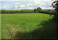 Field near Bearscombe in TQ9 7JY
