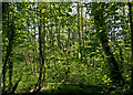 Part of Bickleton Woods in EX31 3FJ